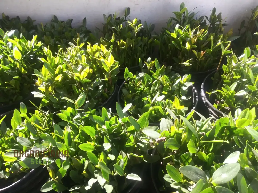 Mangrove Aquarium Fish Plants or Mangrove Seeds (100pcs)