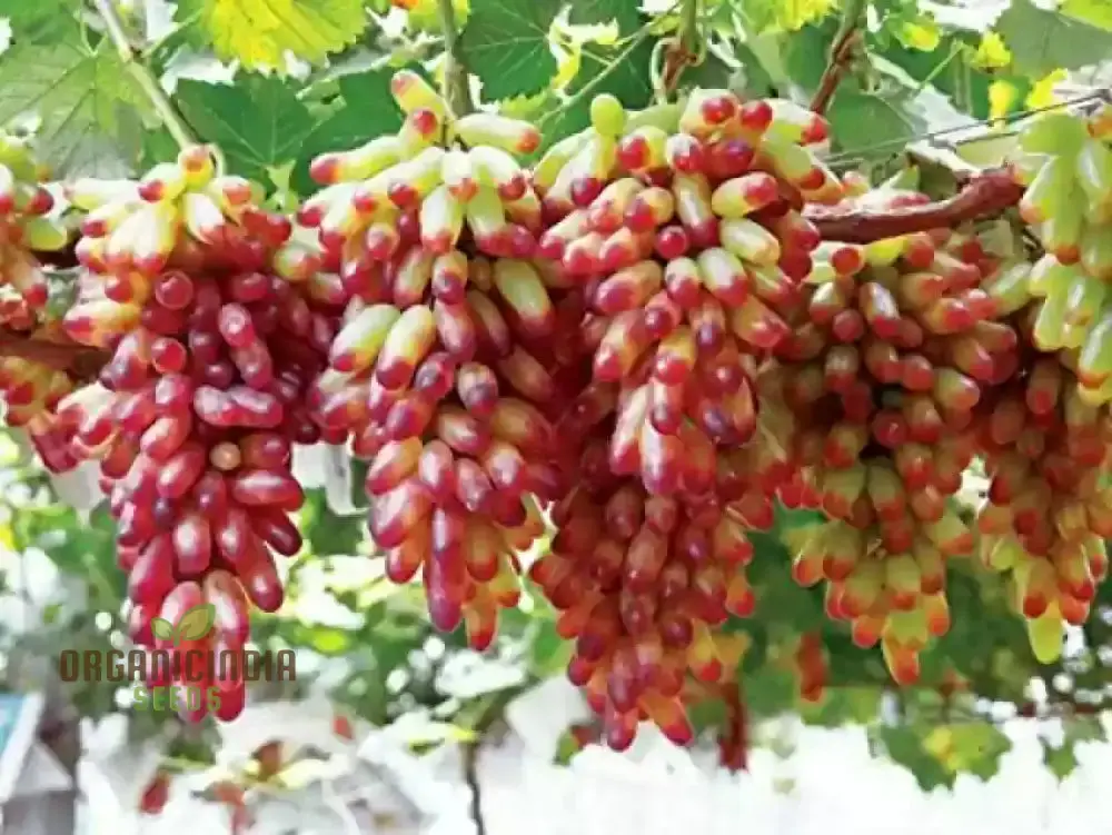 Fruitful Fingers and Flourishing Gardens with Manicure Finger Grape Seeds For Planting - Image 3
