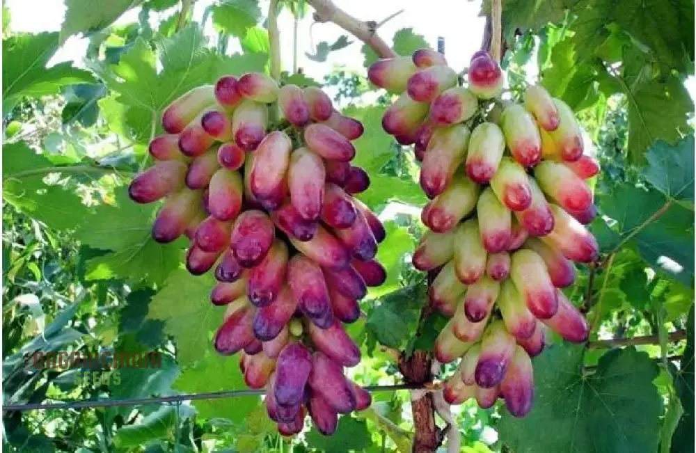 Fruitful Fingers and Flourishing Gardens with Manicure Finger Grape Seeds For Planting - Image 4