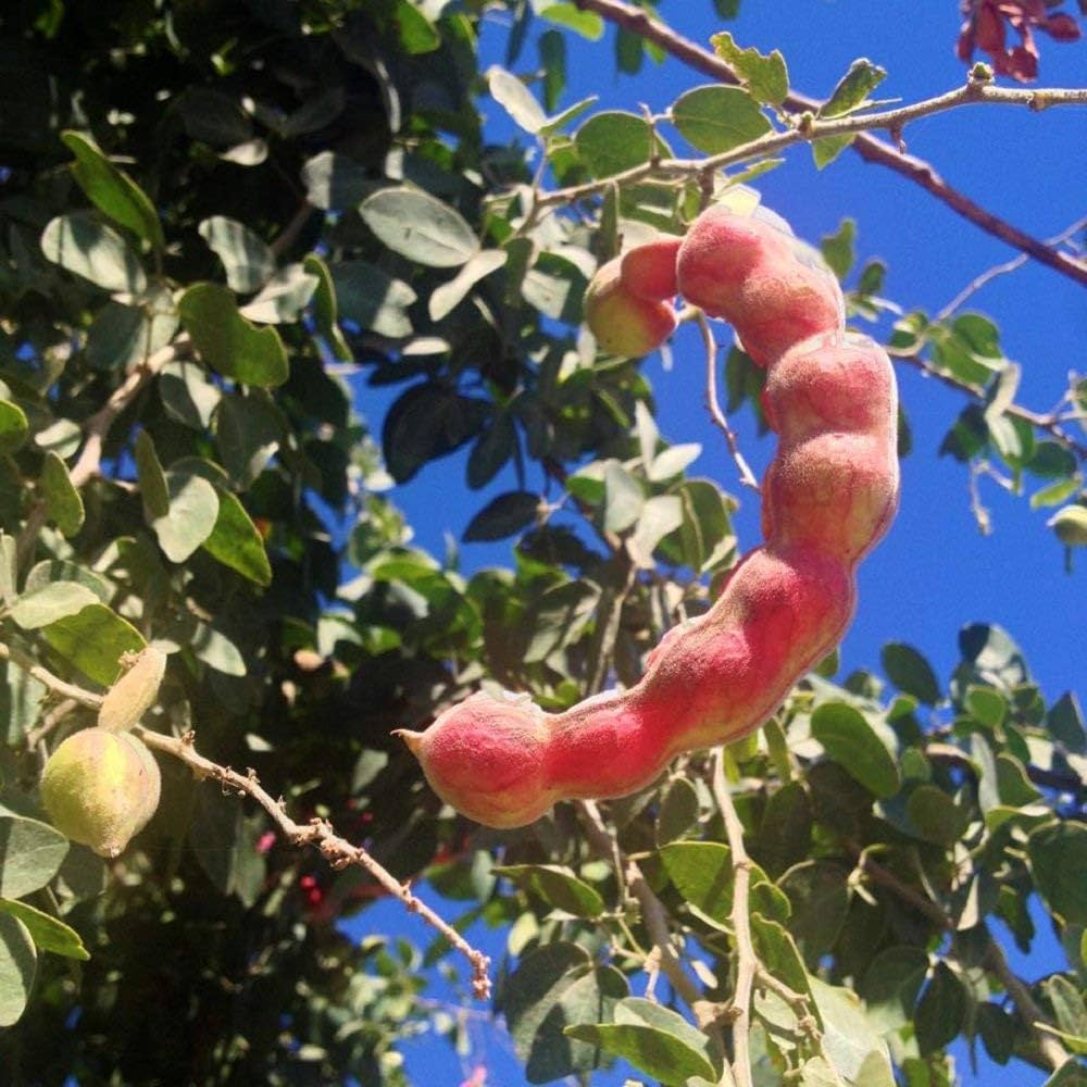 Manila Tamarind Tree Seeds for Planting, 100 pcs