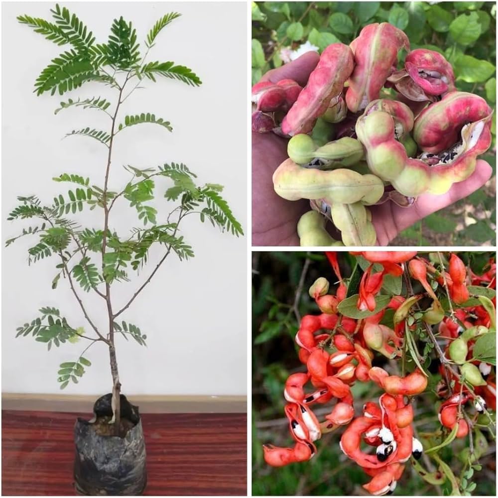 Manila Tamarind Tree Seeds for Planting, 100 pcs - Image 3