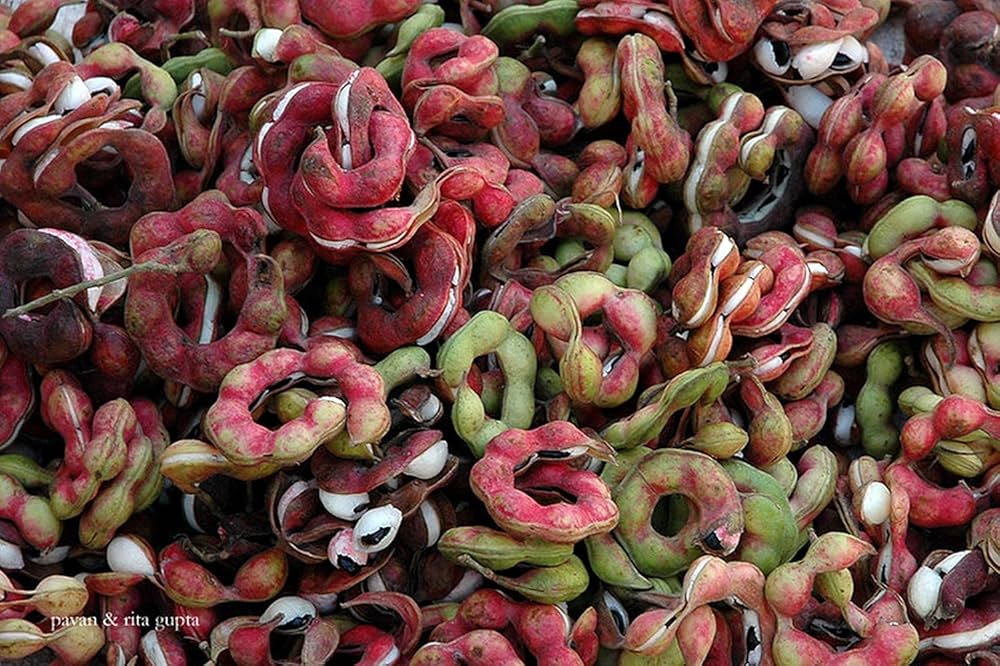 Manila Tamarind Tree Seeds for Planting, 100 pcs - Image 5
