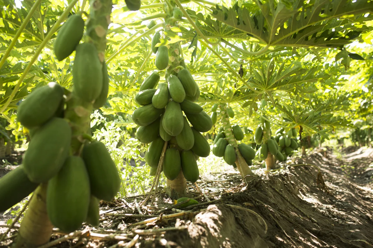 Maradol Papaya Seeds for Planting – Large, Sweet Tropical Fruit - Image 2