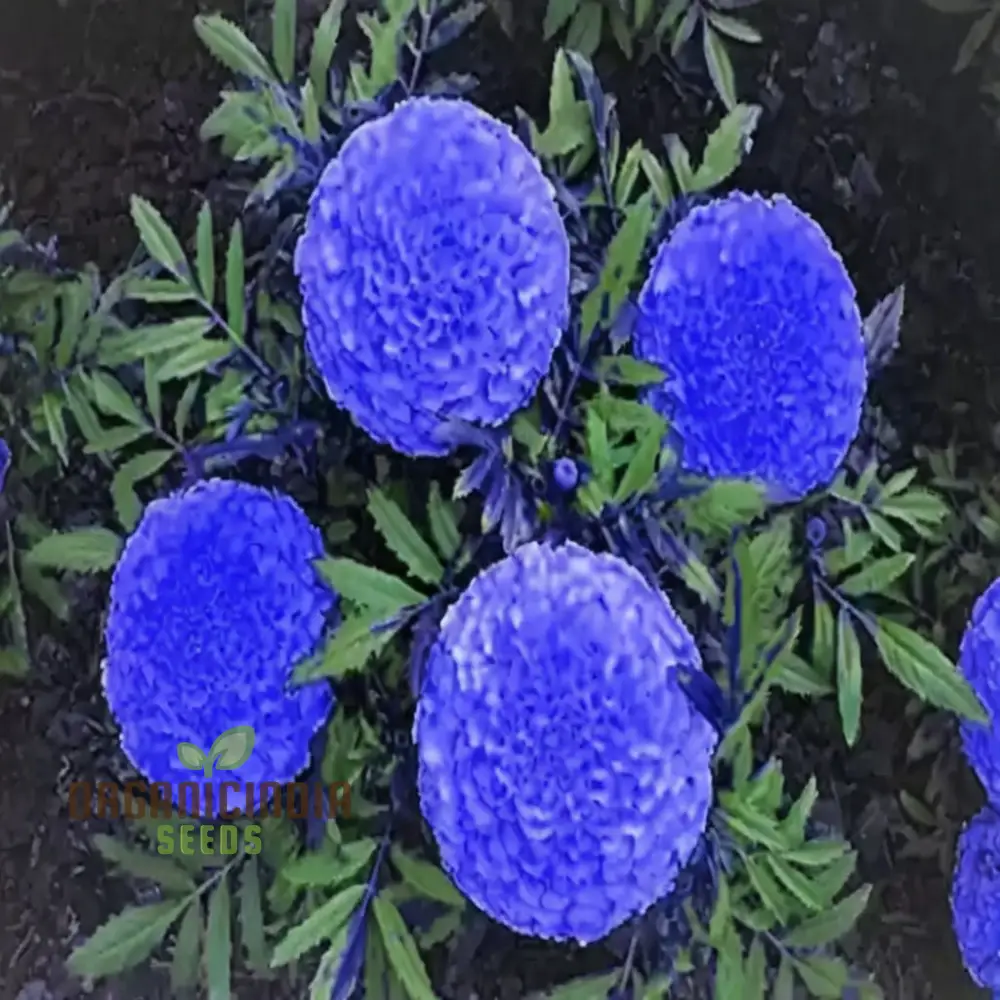 Marigold Blue And Yellow Flower Seeds for Planting And Gardening - Image 3
