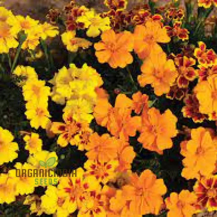 Marigold Disco Mixed Seeds, Bring Vibrant Colors to Your Garden with Premium Quality Gardening Seeds - Image 3