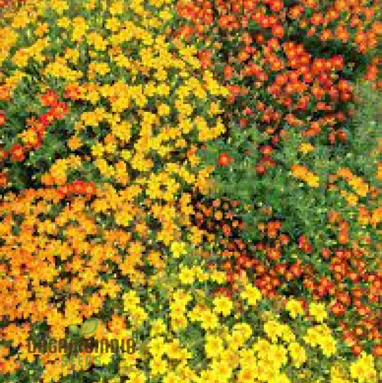 Marigold Disco Mixed Seeds, Bring Vibrant Colors to Your Garden with Premium Quality Gardening Seeds - Image 4