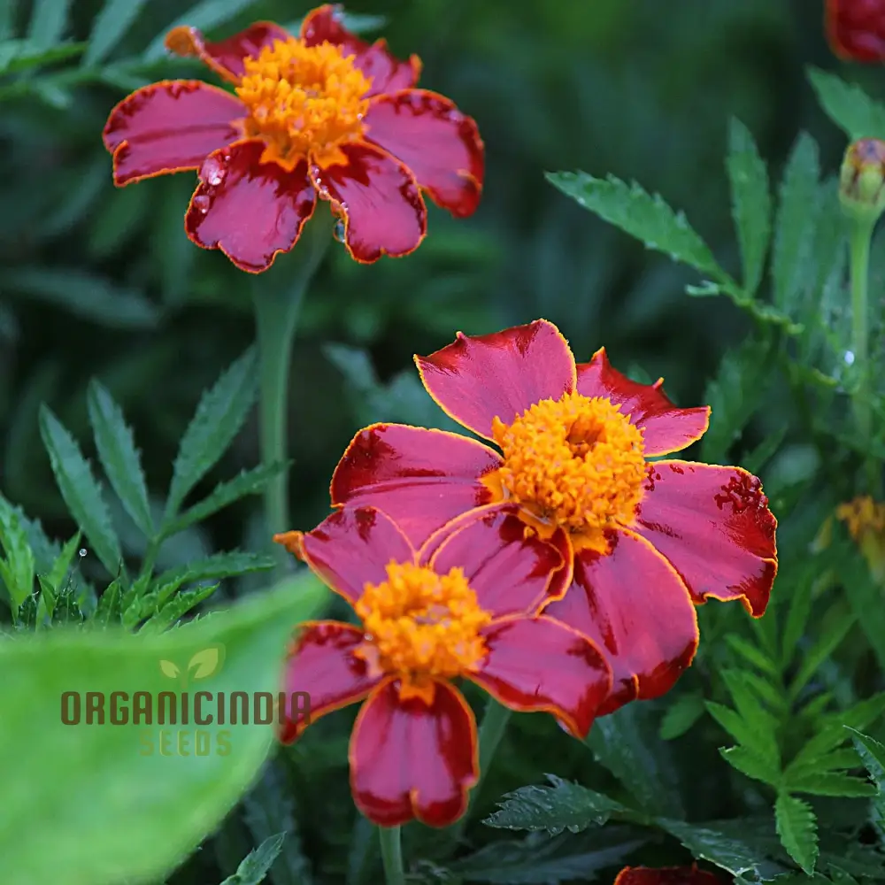 Marigold Dwarf Mixed Seeds for Vibrant Garden Planting Premium Quality Seeds for Easy Planting and Blooming Gardens