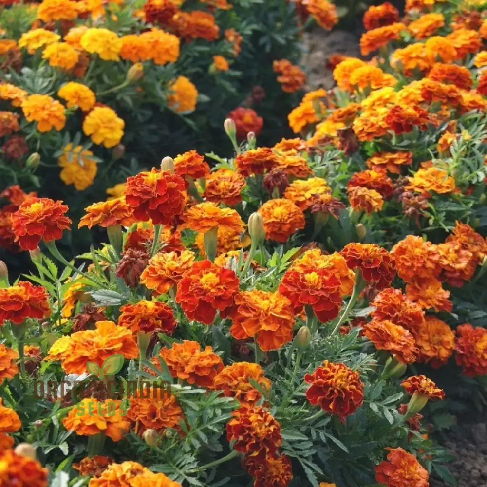 Marigold Dwarf Mixed Seeds for Vibrant Garden Planting Premium Quality Seeds for Easy Planting and Blooming Gardens - Image 3