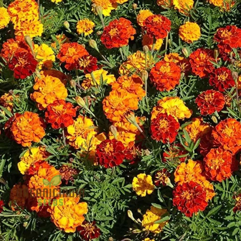 Marigold Dwarf Mixed Seeds for Vibrant Garden Planting Premium Quality Seeds for Easy Planting and Blooming Gardens - Image 4
