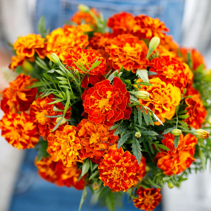 Marigold French Fireball Seeds Premium Quality for Vibrant Garden Blooms and Successful Gardening - Image 3