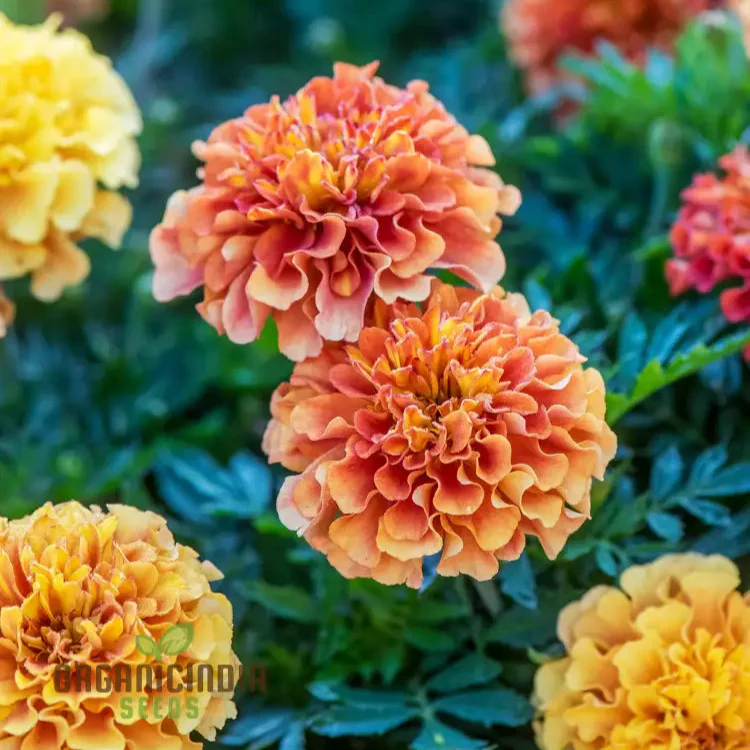 French Strawberry Blonde Marigold Seeds – Premium Garden Bloom Variety
