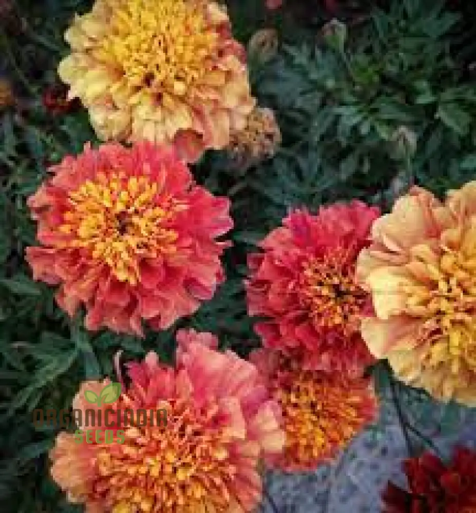 French Strawberry Blonde Marigold Seeds – Premium Garden Bloom Variety - Image 2