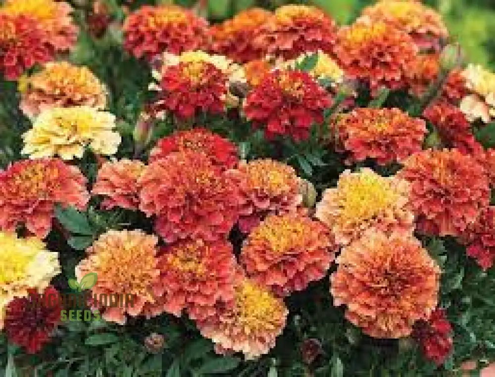 French Strawberry Blonde Marigold Seeds – Premium Garden Bloom Variety - Image 4