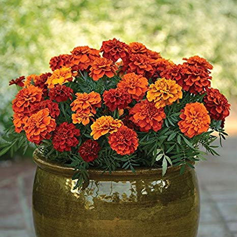 Marigold Golden Days Seeds, Premium Quality Seeds for Vibrant Garden Blooms and Successful Gardening - Image 3