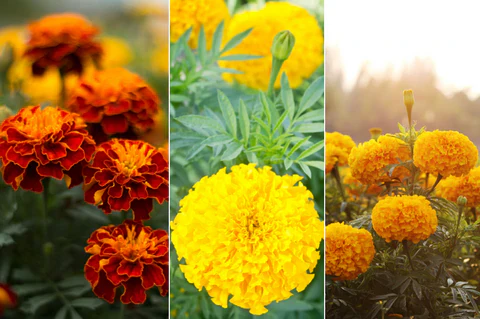Marigold Golden Days Seeds, Premium Quality Seeds for Vibrant Garden Blooms and Successful Gardening - Image 4