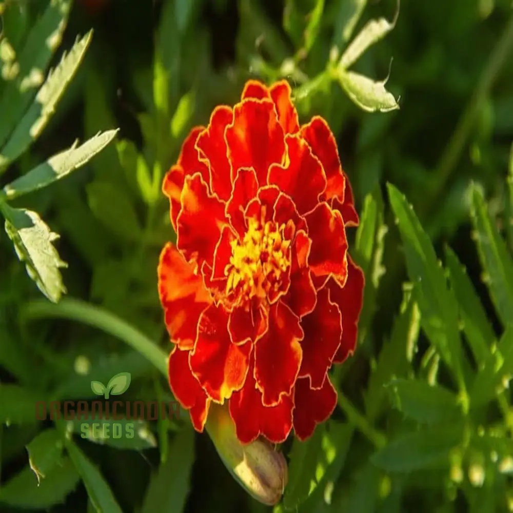 Marigold Jafri Flower Seeds for Stunning Flower Planting and Gardening Success - Image 3