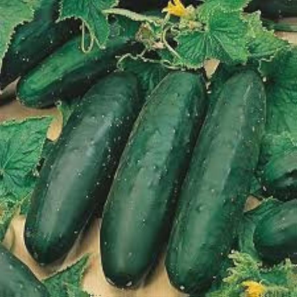 Marketmore 76 Cucumber Seeds – High-Yield, Heirloom, Crisp & Disease-Resistant - Image 3