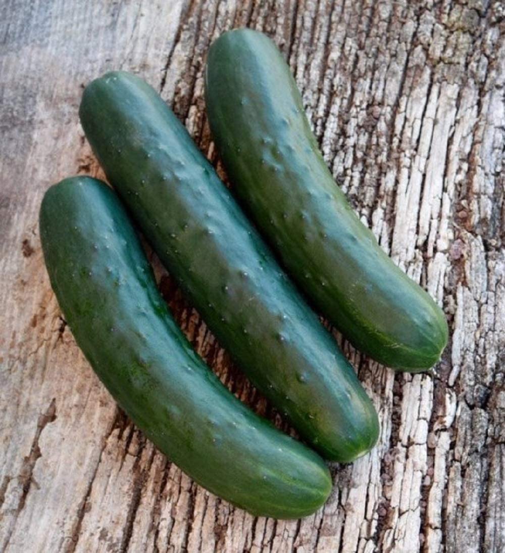Marketmore 76 Slicing Cucumber Seeds