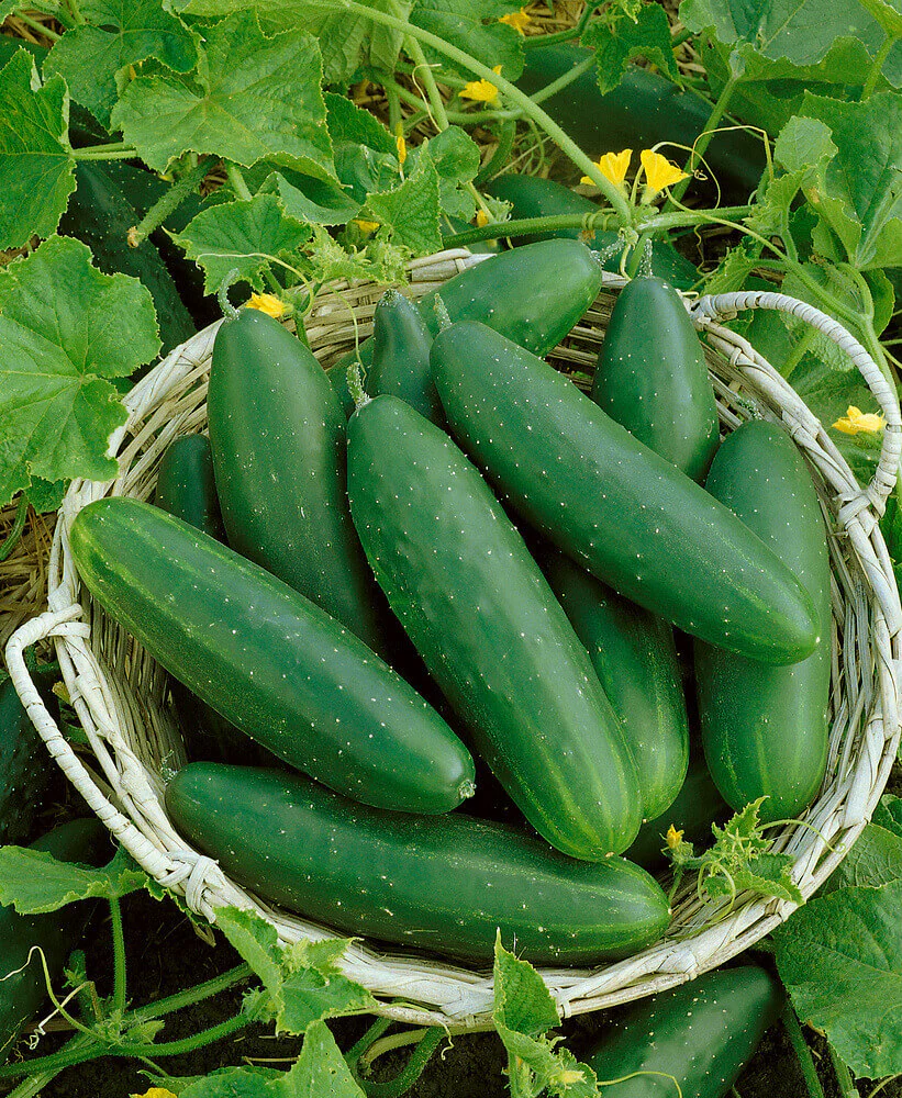 Marketmore 76 Slicing Cucumber Seeds - Image 3