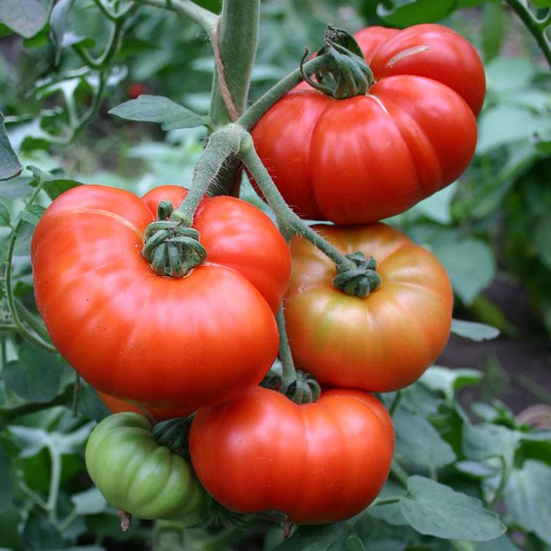 Marmande Tomato Seeds – Heirloom Variety for Juicy & Flavorful Harvests - Image 4