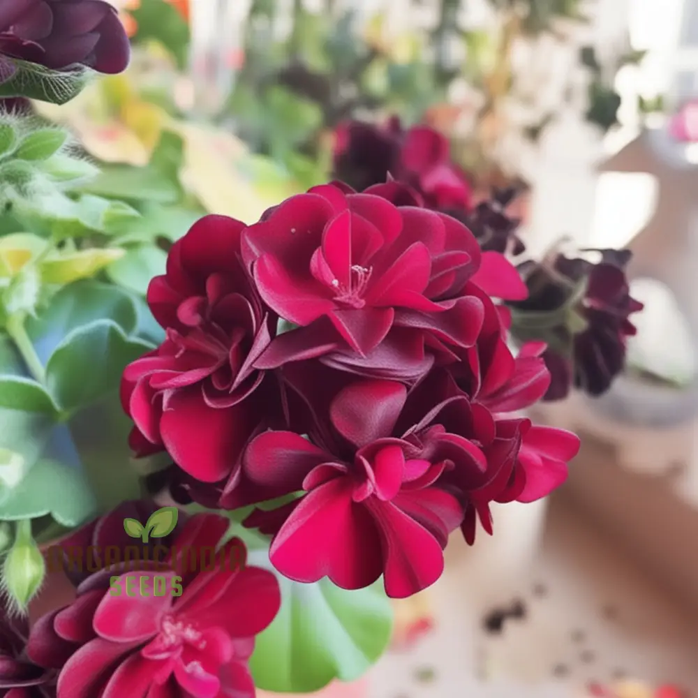 Maroon Geranium Flower Seeds, Enhance Your Garden with Rich Color and Thriving Growth