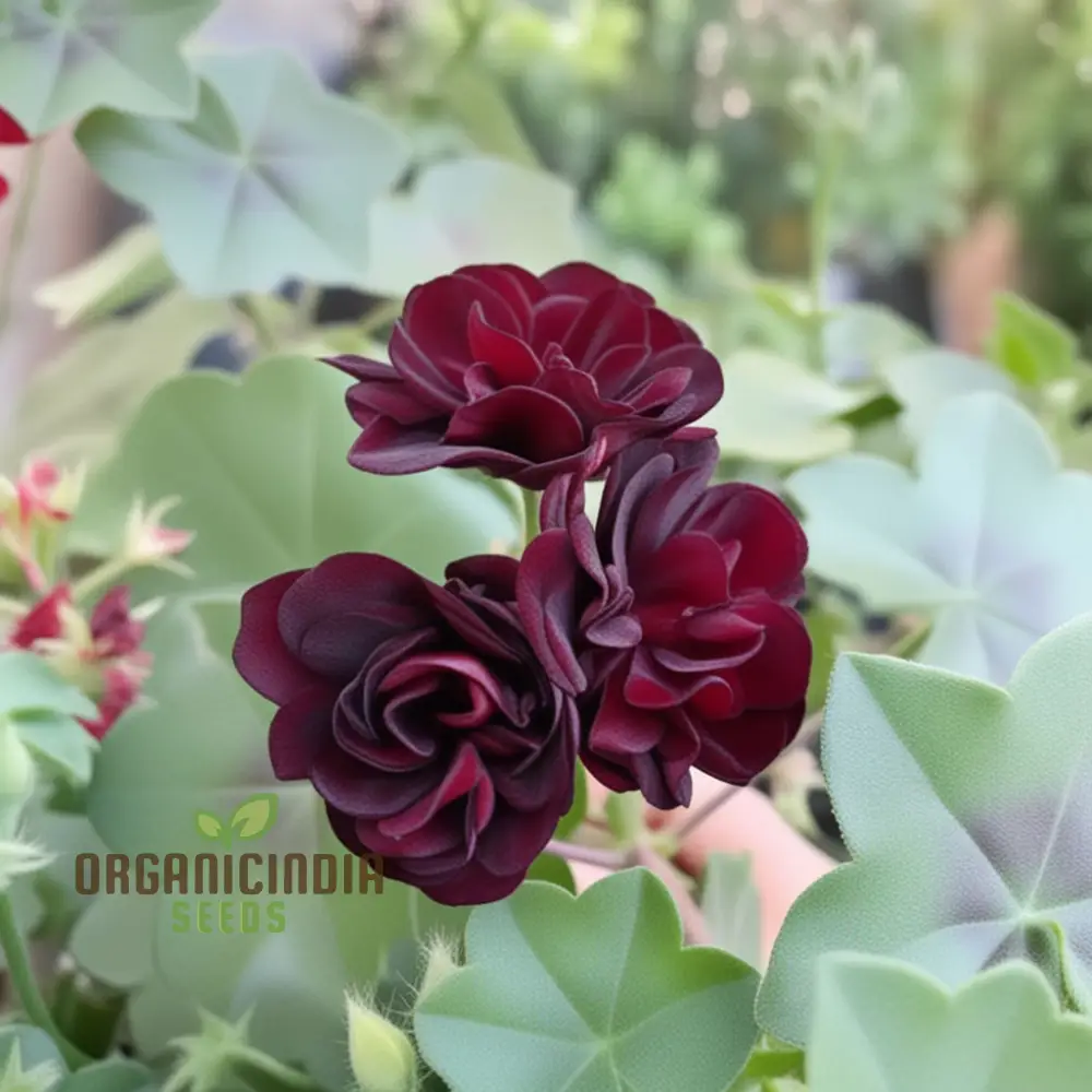 Maroon Geranium Flower Seeds, Enhance Your Garden with Rich Color and Thriving Growth - Image 3