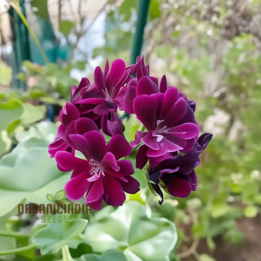 Maroon Geranium Flower Seeds, Enhance Your Garden with Rich Color and Thriving Growth - Image 4