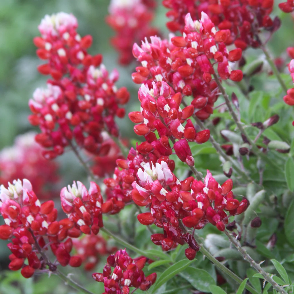 Maroon Red Texas Bluebonnet Seeds, Planting - Image 5