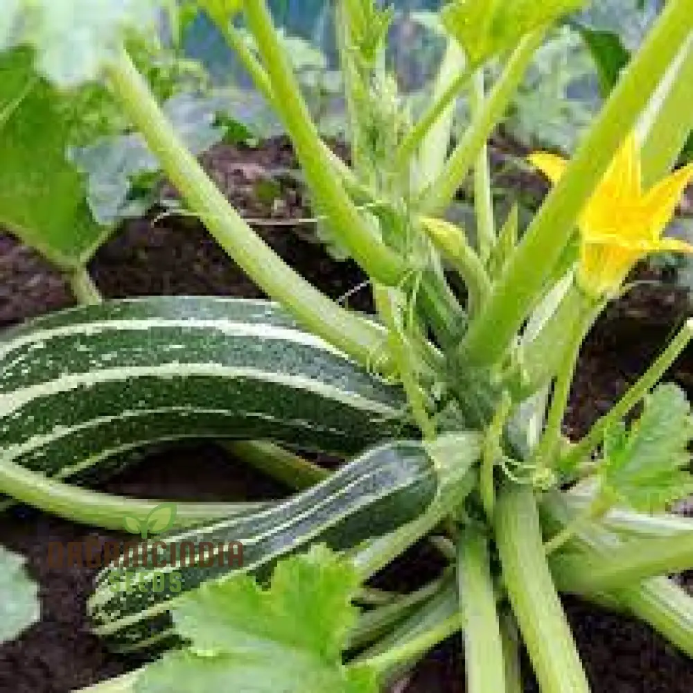 MARROW BUSH BABY F1 Seeds: Premium Gardening Seeds for Planting - Image 3
