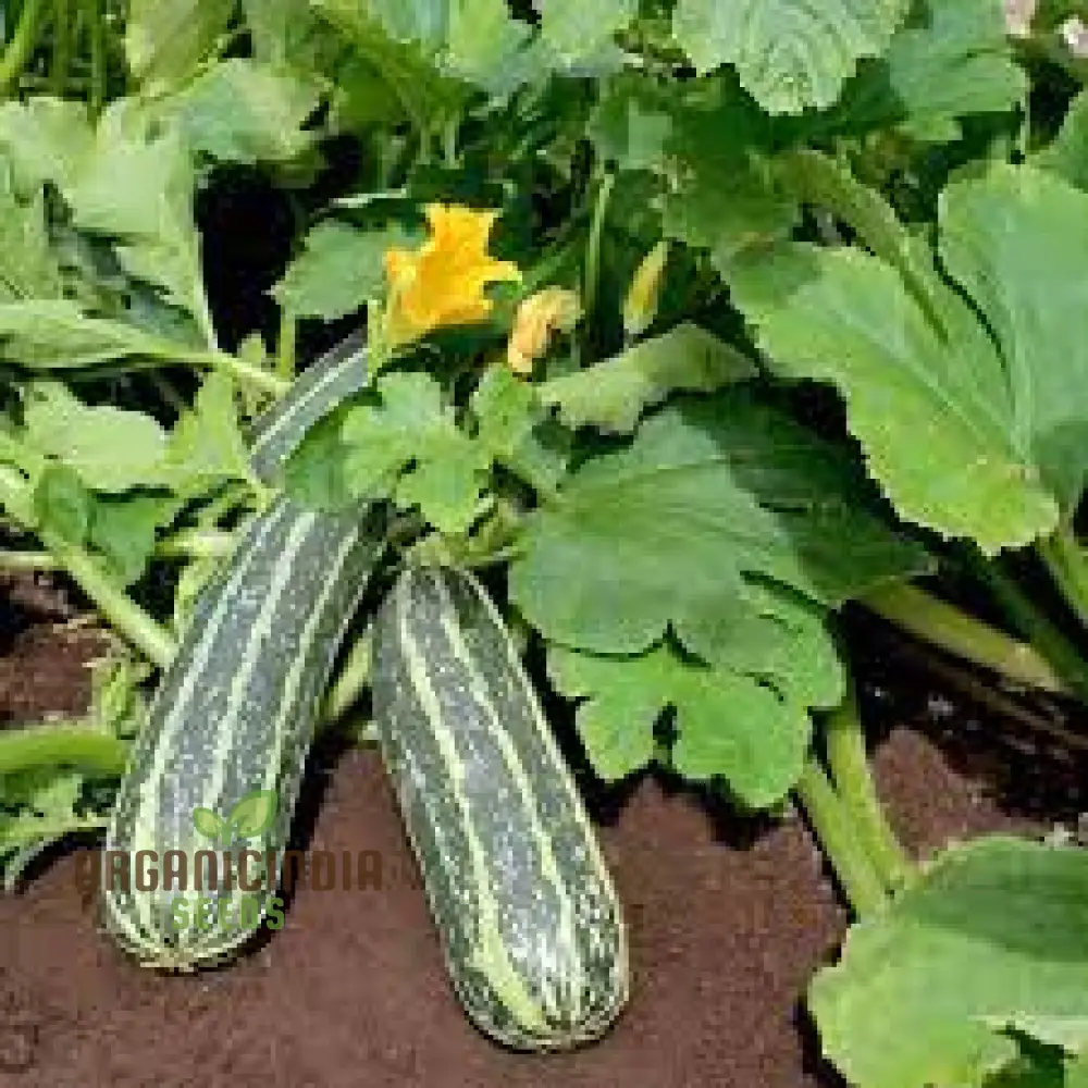 MARROW BUSH BABY F1 Seeds: Premium Gardening Seeds for Planting - Image 4