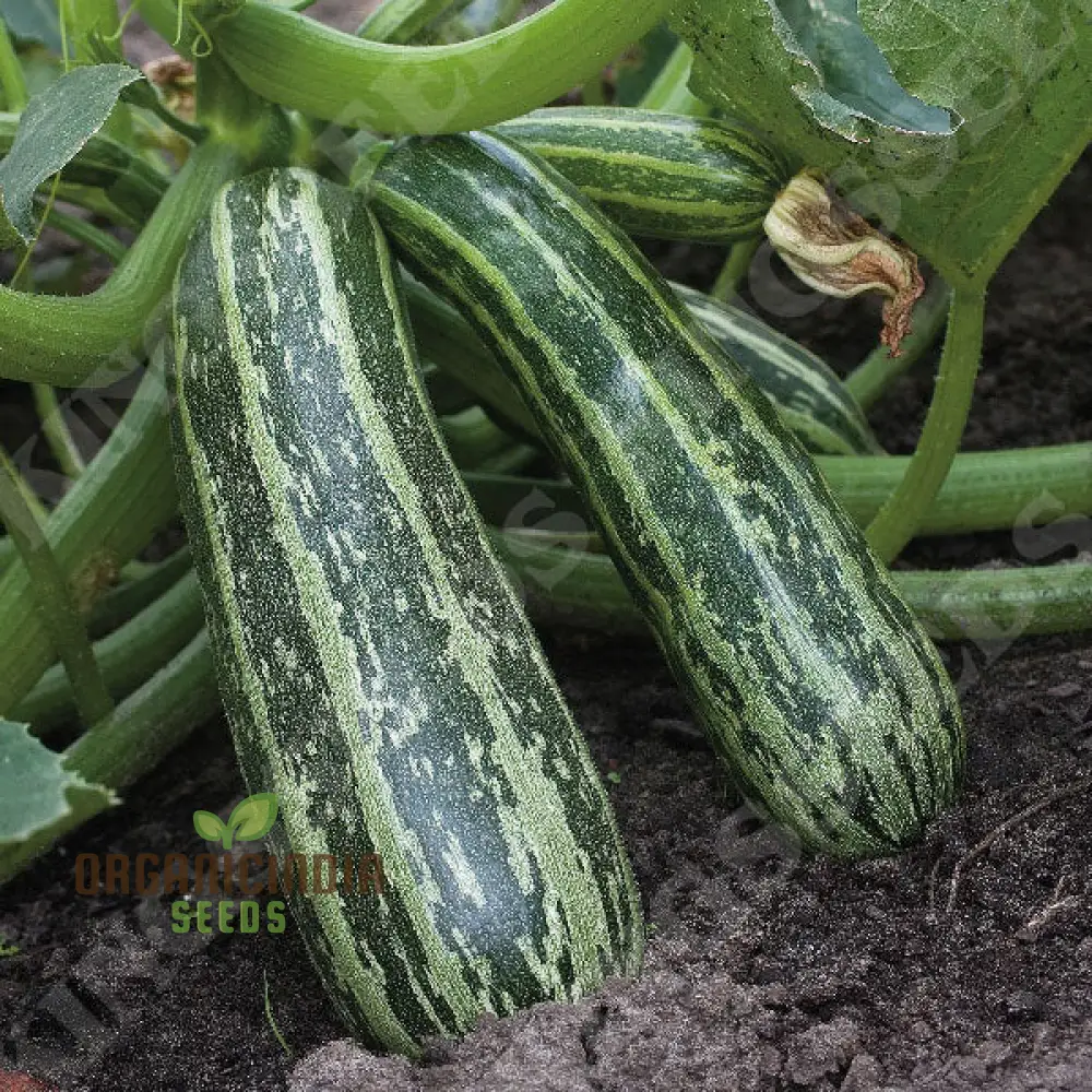 Marrow Green Trailing Vegetable Seeds for Planting, Premium Quality Vegetables Seeds for Growing in Your Home Garden