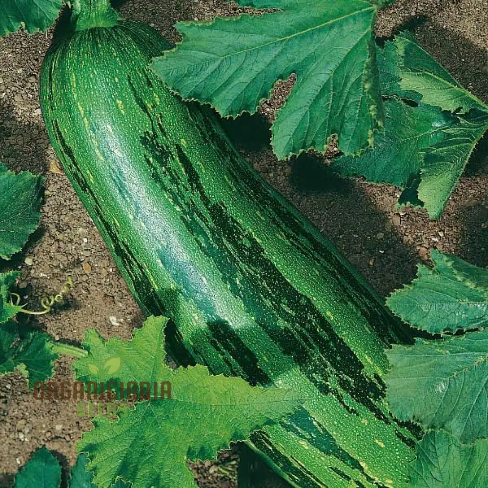 Marrow Green Trailing Vegetable Seeds for Planting, Premium Quality Vegetables Seeds for Growing in Your Home Garden - Image 4