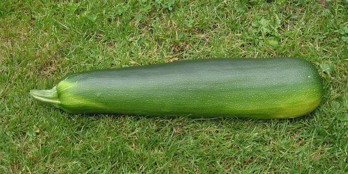 Marrow Green Trailing Vegetable Seeds for Planting, Premium Quality Vegetables Seeds for Growing in Your Home Garden - Image 5