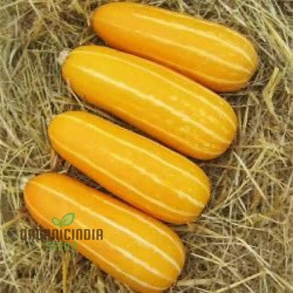 Marrow Seeds 'Honeygold' Seeds  Elevate Your Gardening with Nutritious and Delicious Golden Harvests!