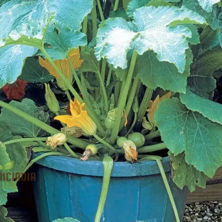 Marrow Seeds 'Honeygold' Seeds  Elevate Your Gardening with Nutritious and Delicious Golden Harvests! - Image 3