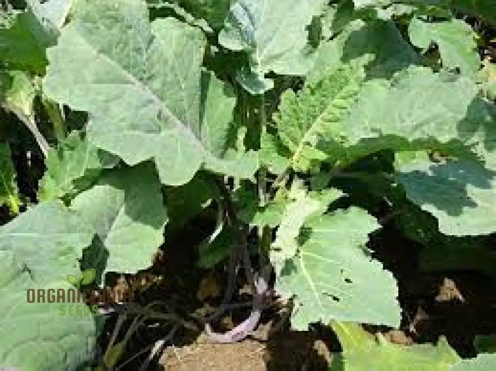 Marrowstem Kale Seeds For Planting: Premium Gardening Kit for Nutritious and Delicious Home-Grown Greens