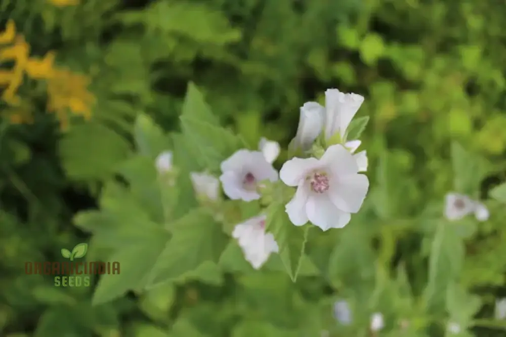Marsh Mallow Flower Seeds for Planting - Image 3