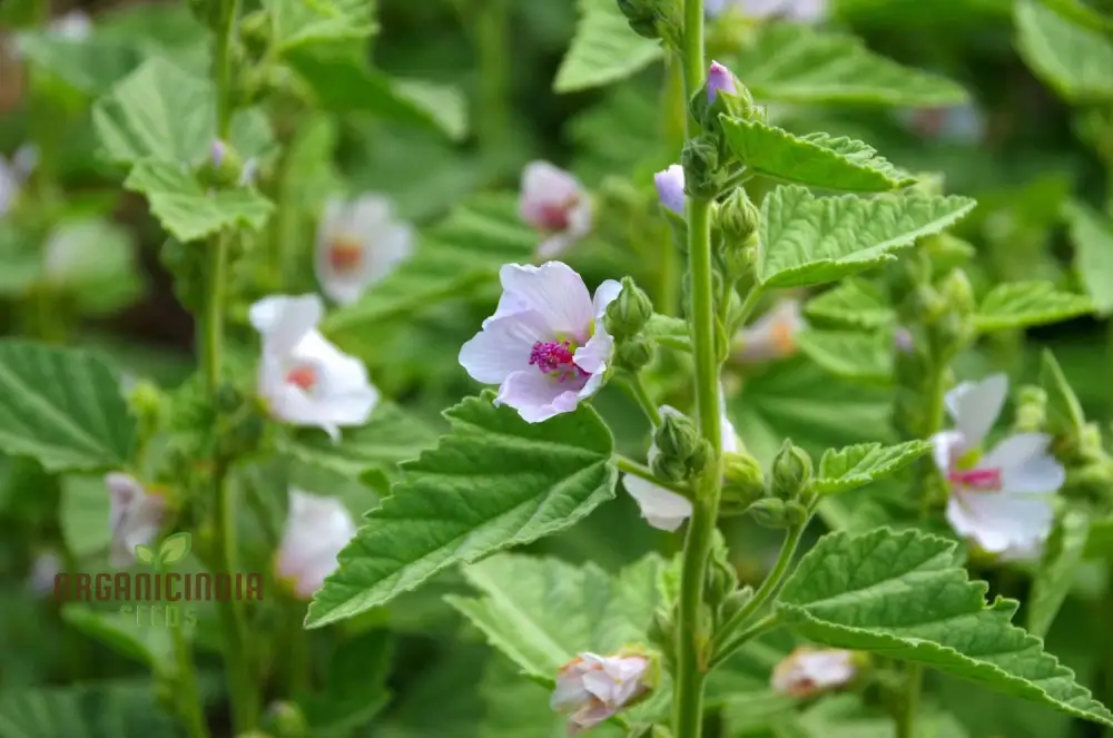 Marsh Mallow Flower Seeds for Planting - Image 4