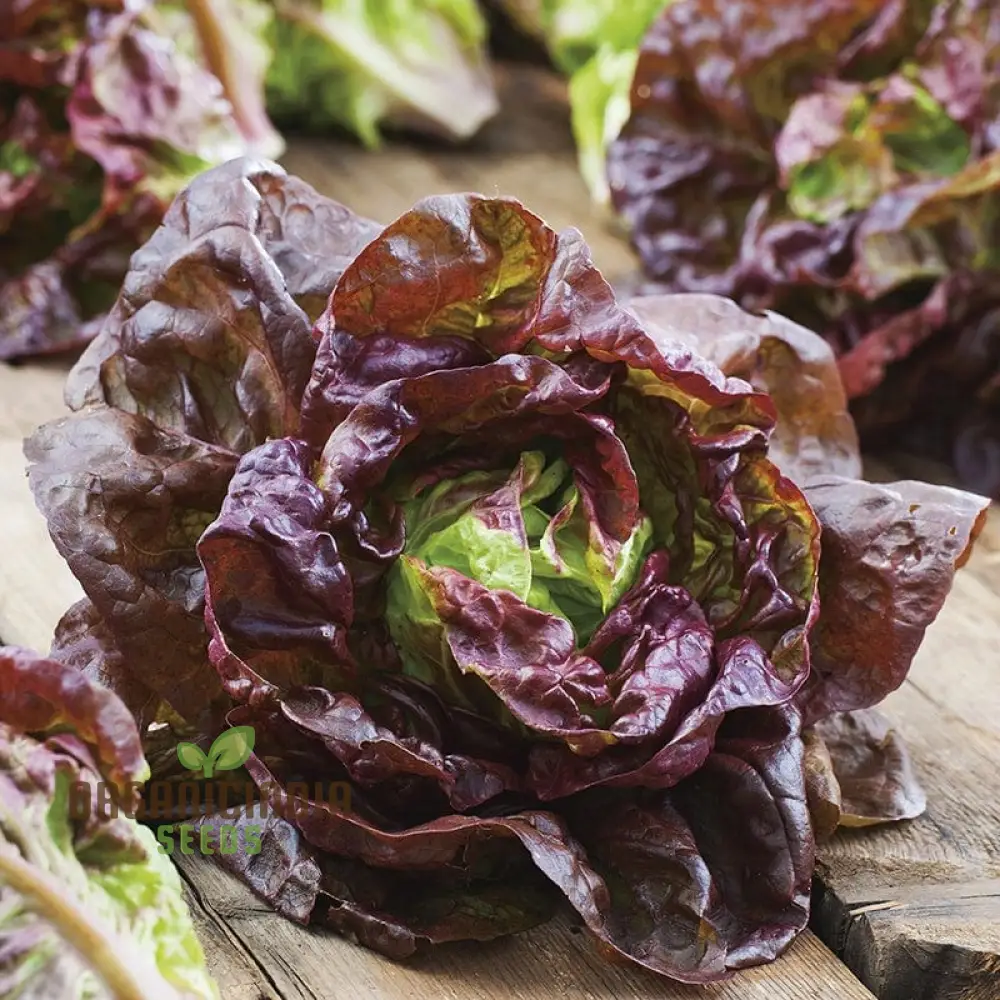 Marvel of Four Seasons Lettuce Seeds - Perfect for Year-Round Gardening, Premium Quality Seeds for Lush, Flavorful Harvests