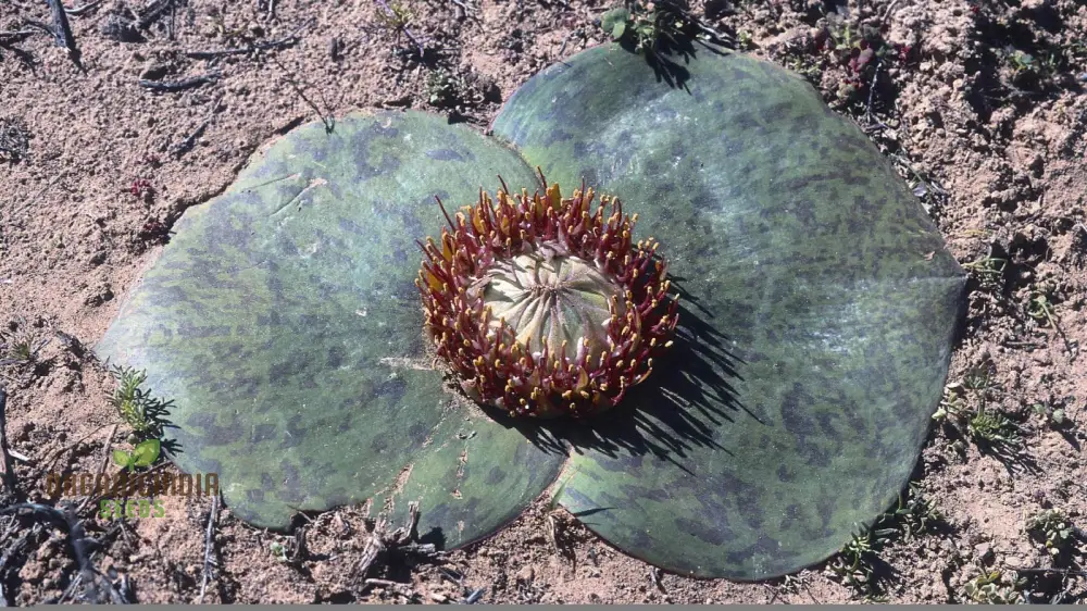 Massonia Depressa Flower Seeds for Planting, Rare Beauty Exotic Your Gardening