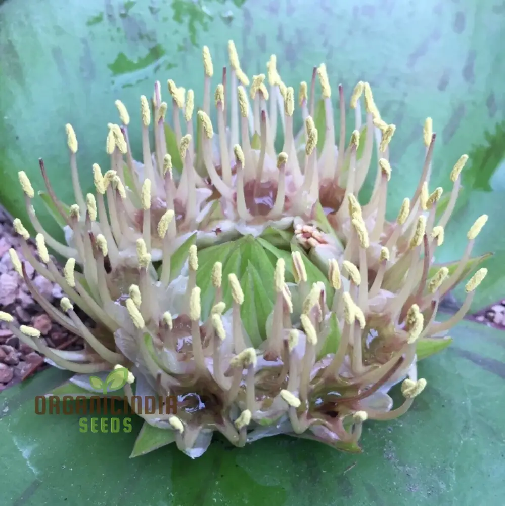 Massonia Depressa Flower Seeds for Planting, Rare Beauty Exotic Your Gardening - Image 3