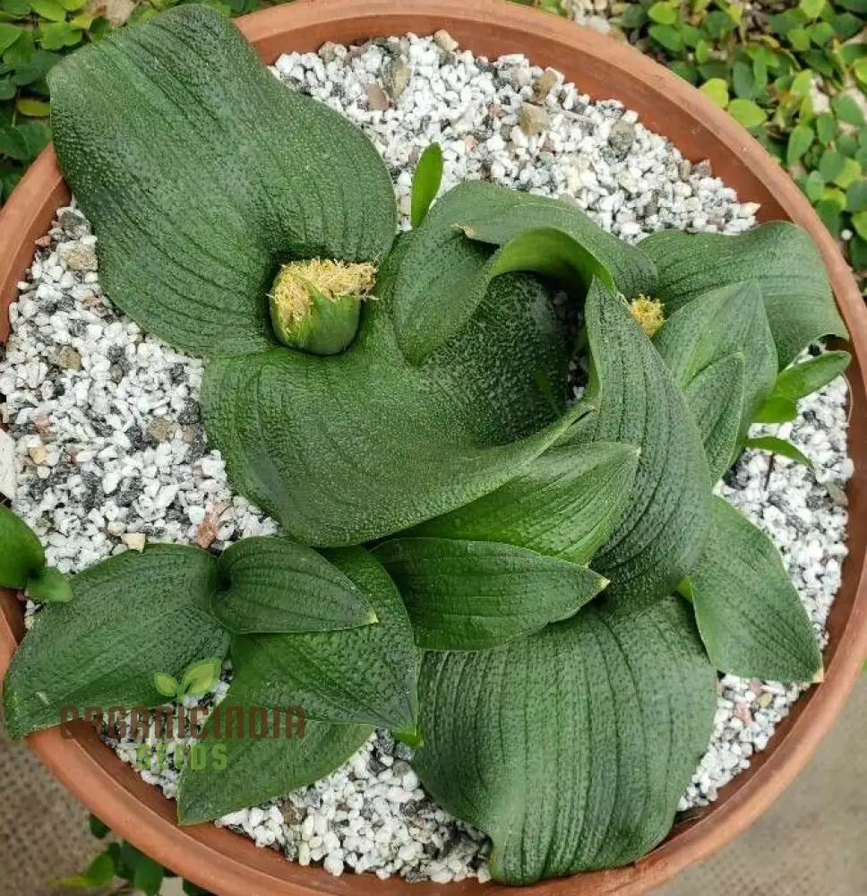Massonia Depressa Flower Seeds for Planting, Rare Beauty Exotic Your Gardening - Image 4