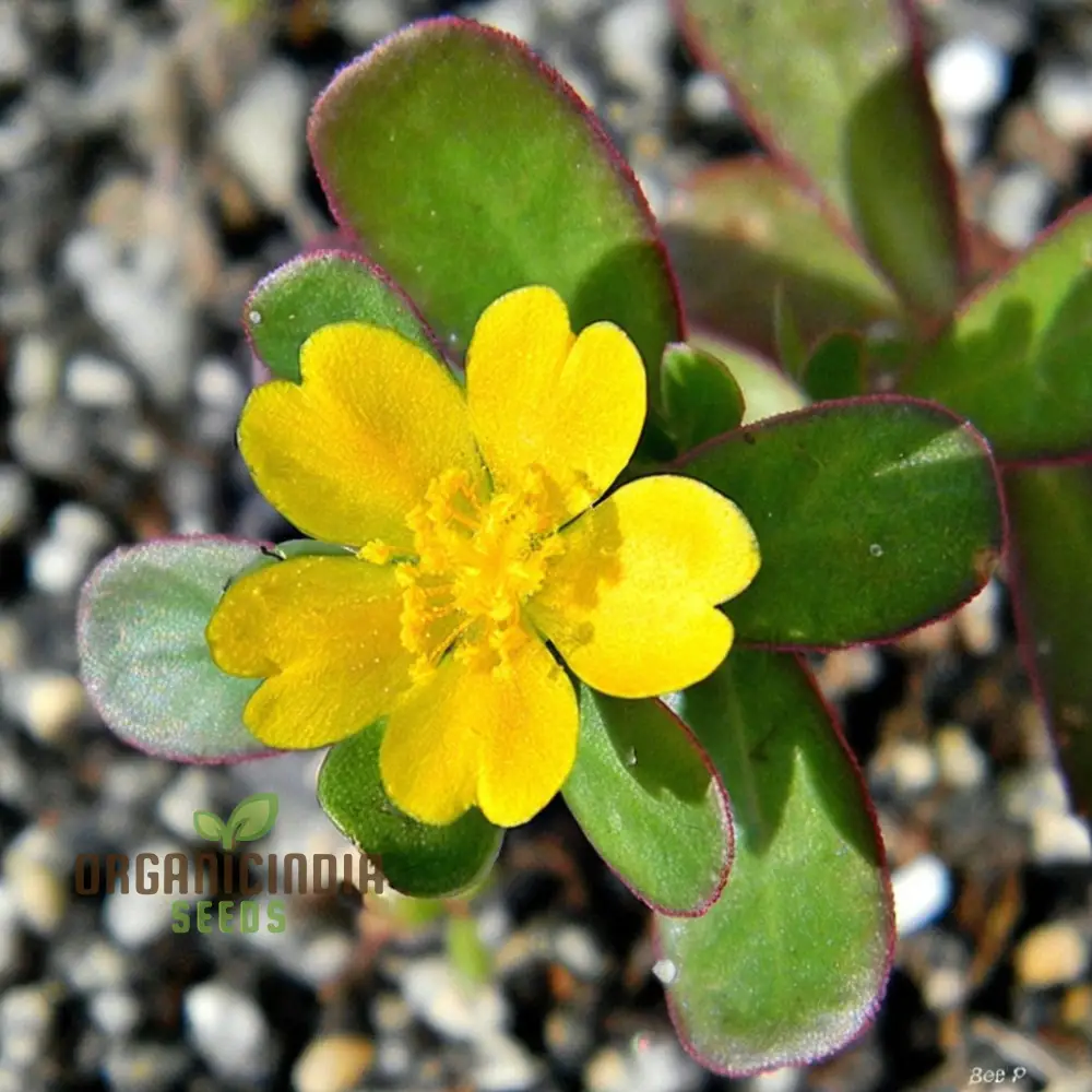Mastering the Art of Planting and Gardening with Green Portulaca oleracea, A Detailed Guide to Growing These Resilient Flower Seeds - Image 3