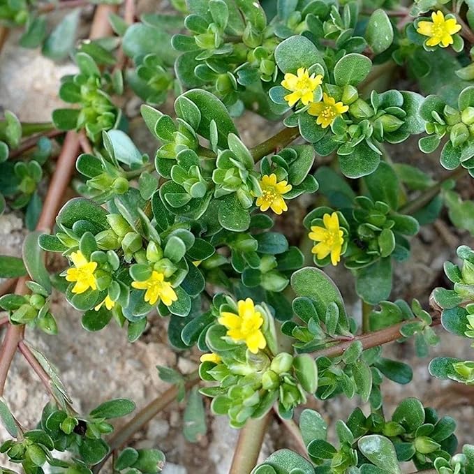 Mastering the Art of Planting and Gardening with Green Portulaca oleracea, A Detailed Guide to Growing These Resilient Flower Seeds - Image 4