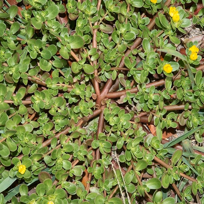 Mastering the Art of Planting and Gardening with Green Portulaca oleracea, A Detailed Guide to Growing These Resilient Flower Seeds - Image 5