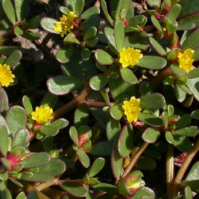 Mastering the Art of Planting and Gardening with Green Portulaca oleracea, A Detailed Guide to Growing These Resilient Flower Seeds - Image 6