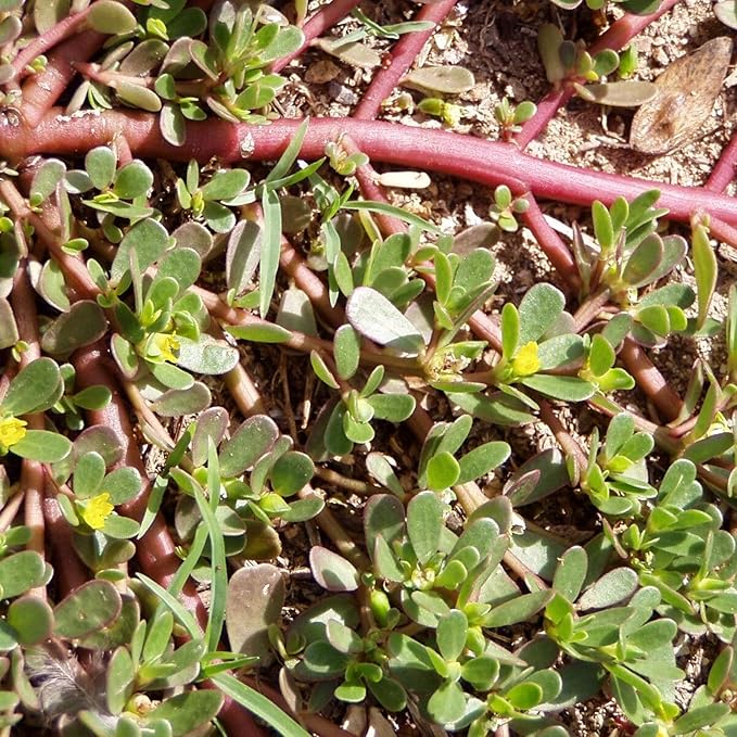 Mastering the Art of Planting and Gardening with Green Portulaca oleracea, A Detailed Guide to Growing These Resilient Flower Seeds - Image 7