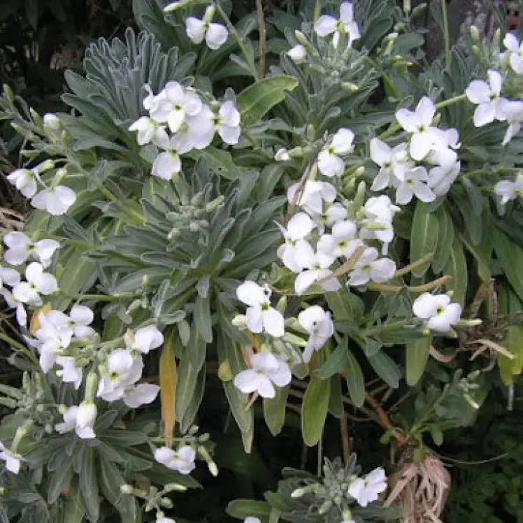 Matthiola Arborescens Alba Flower Seeds for Your Garden, Elegant White Blooms, Premium Gardening Seeds
