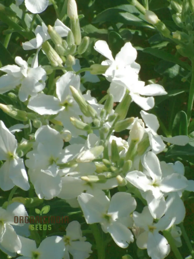 Matthiola Arborescens Alba Flower Seeds for Your Garden, Elegant White Blooms, Premium Gardening Seeds - Image 3