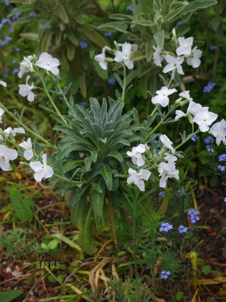 Matthiola Arborescens Alba Flower Seeds for Your Garden, Elegant White Blooms, Premium Gardening Seeds - Image 4